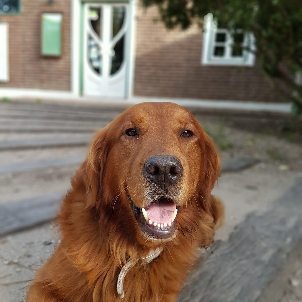 perro Golden retriever