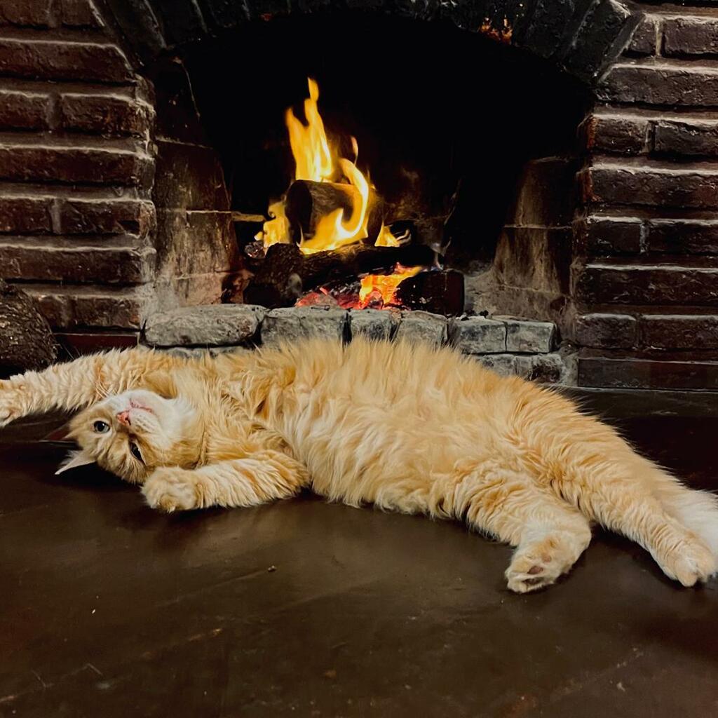 goku gato naranja peludo